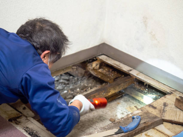 Best Same-Day Mold Removal  in Fetters Hot Springs Agua Liente, CA