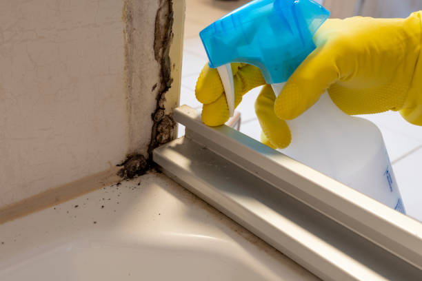 Best Certified Mold Removal  in Fetters Hot Springs Agua Liente, CA