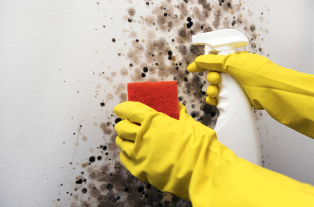 Best Mold Damage Repair  in Fetters Hot Springs Agua Liente, CA