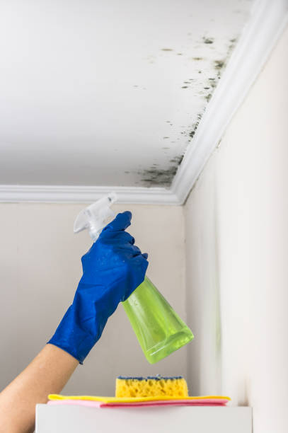 Best Black Mold Removal  in Fetters Hot Springs Agua Liente, CA